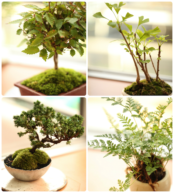 jun_bonsai_iizo.jpg