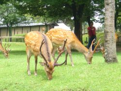 nara.jpg